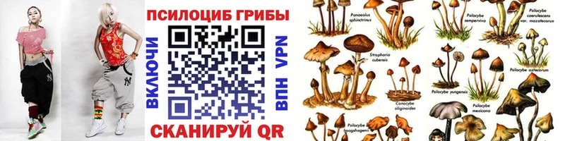 наркотики  Дубна  Псилоцибиновые грибы Psilocybe 